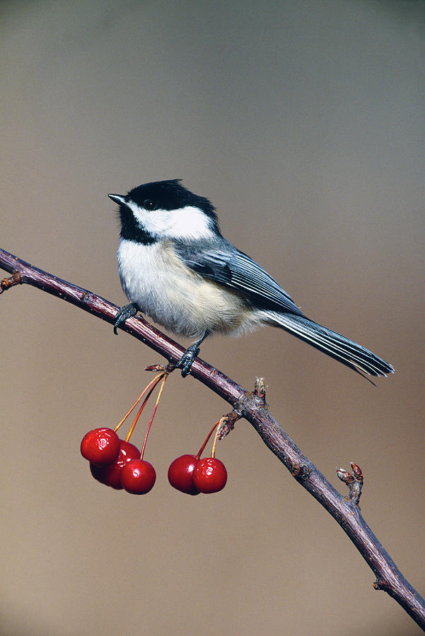 Black-capped Chickadee Bird Perching Photograph By Animal Images - Pixels