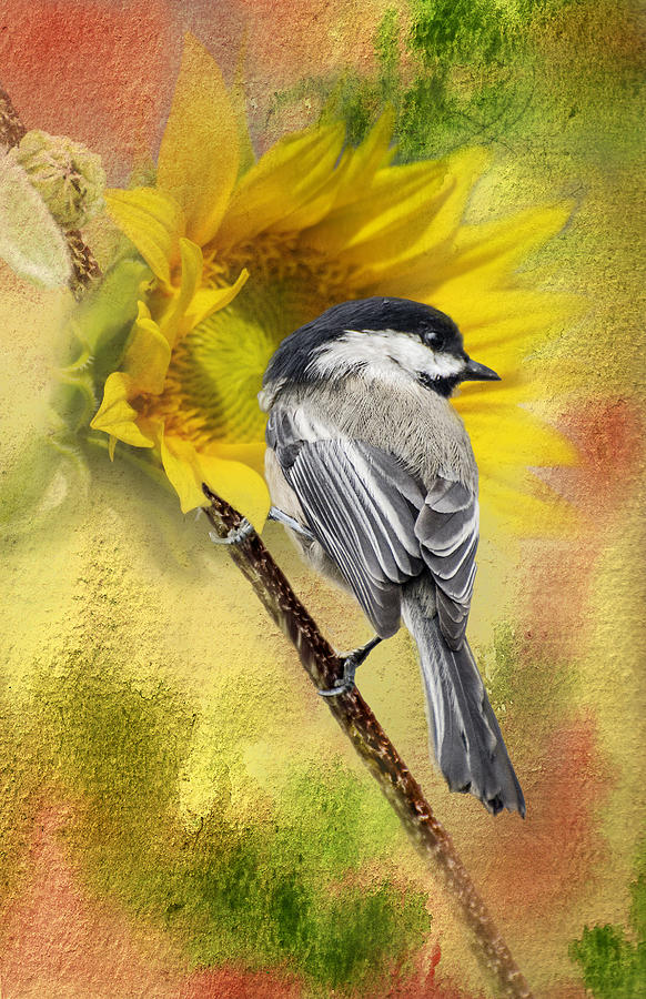Nature Photograph - Black Capped Chickadee Checking Out The Sunflowers by Diane Schuster