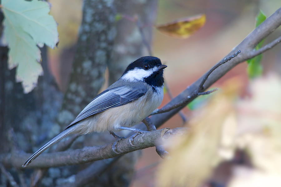 Black-capped Chickadee Photograph by Nature and Wildlife Photography