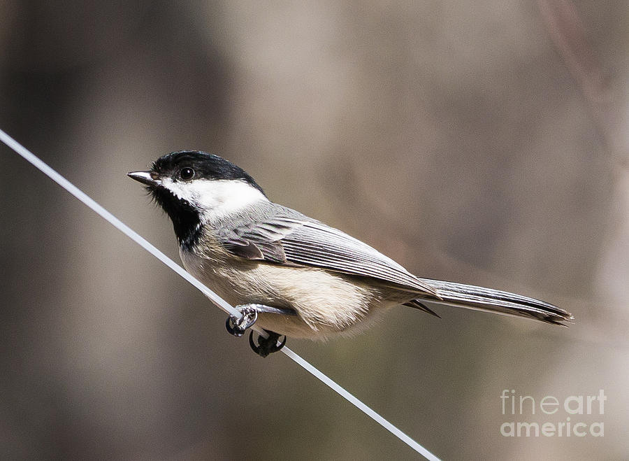 Black-Capped Chickadee Photograph by Edward Fielding