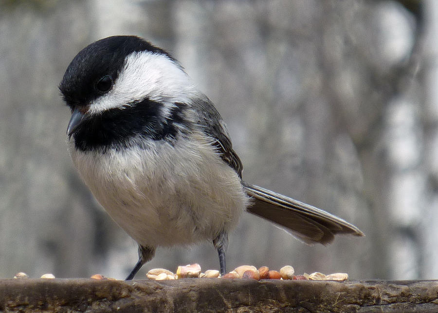 Black Capped Chickadee Finding Seeds Photograph By Robert Hamm - Fine 