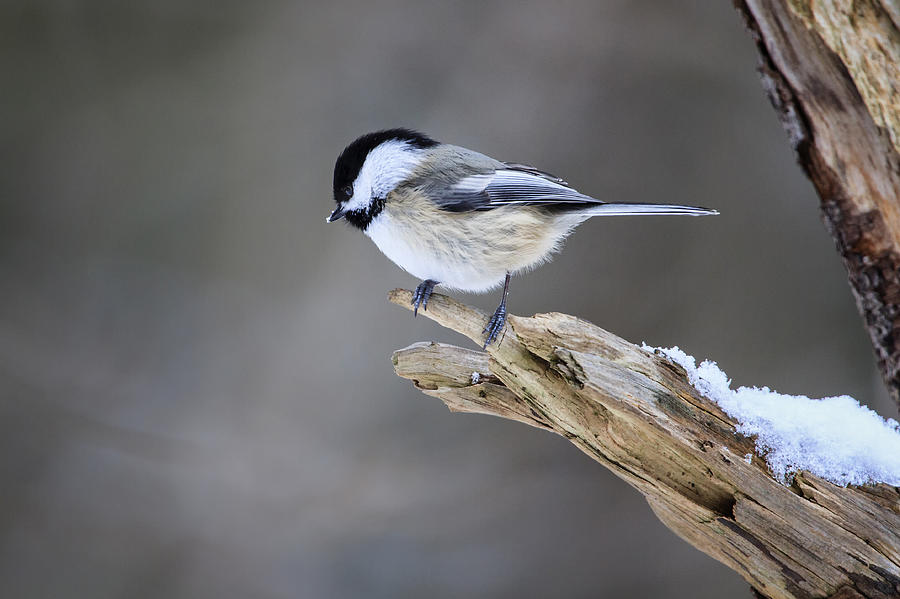 Black-capped Chickadee Photograph by Gary Hall