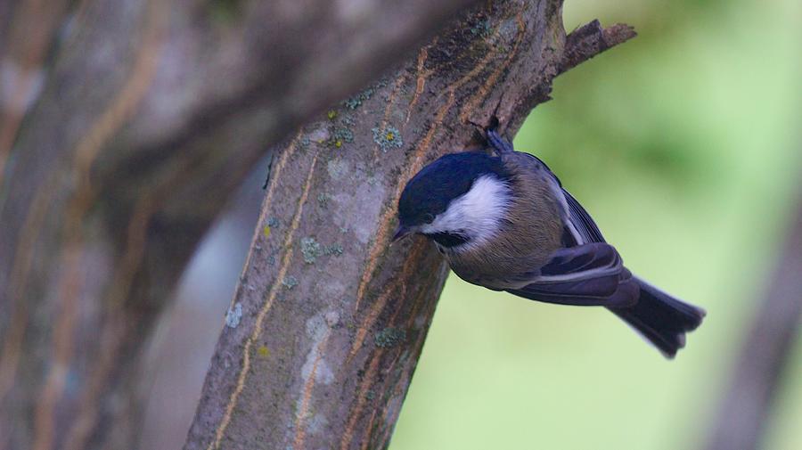 Black-capped Chickadee in a Japanese Maple Photograph by Allan Morrison
