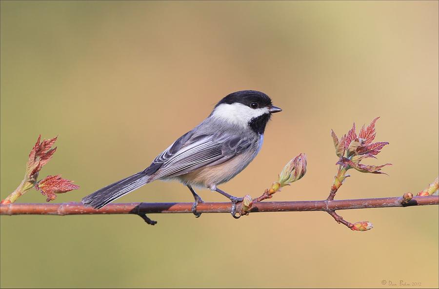Black Capped Chickadee in Spring Photograph by Daniel Behm