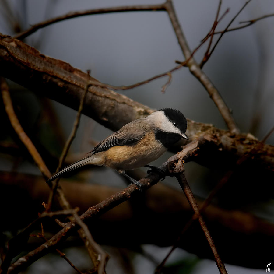 Black Capped Chickadee - In The Shadows 06.03.2014 Photograph by Jai Johnson