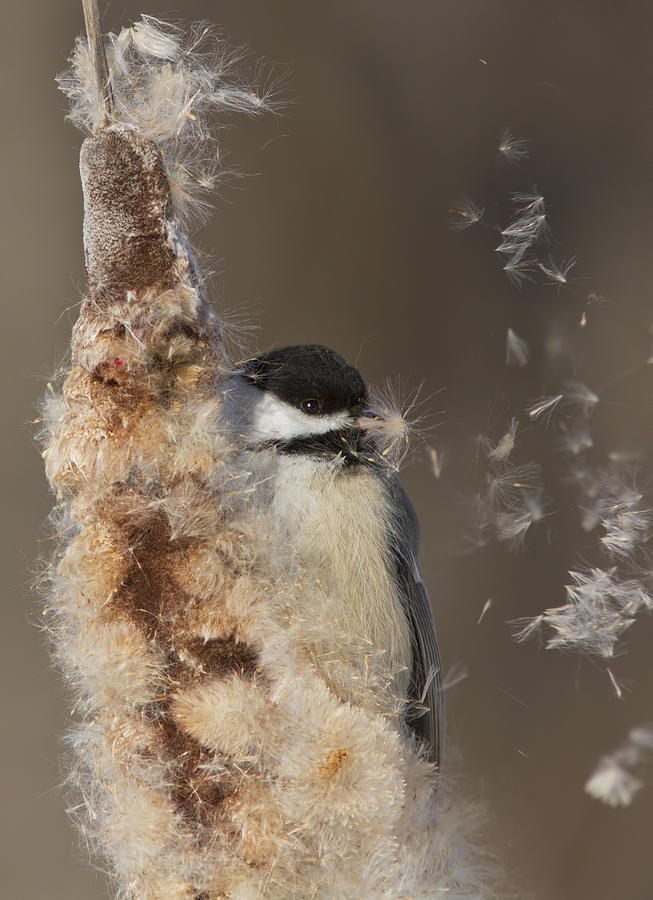 Black-capped Chickadee in winter Photograph by Mircea Costina Photography