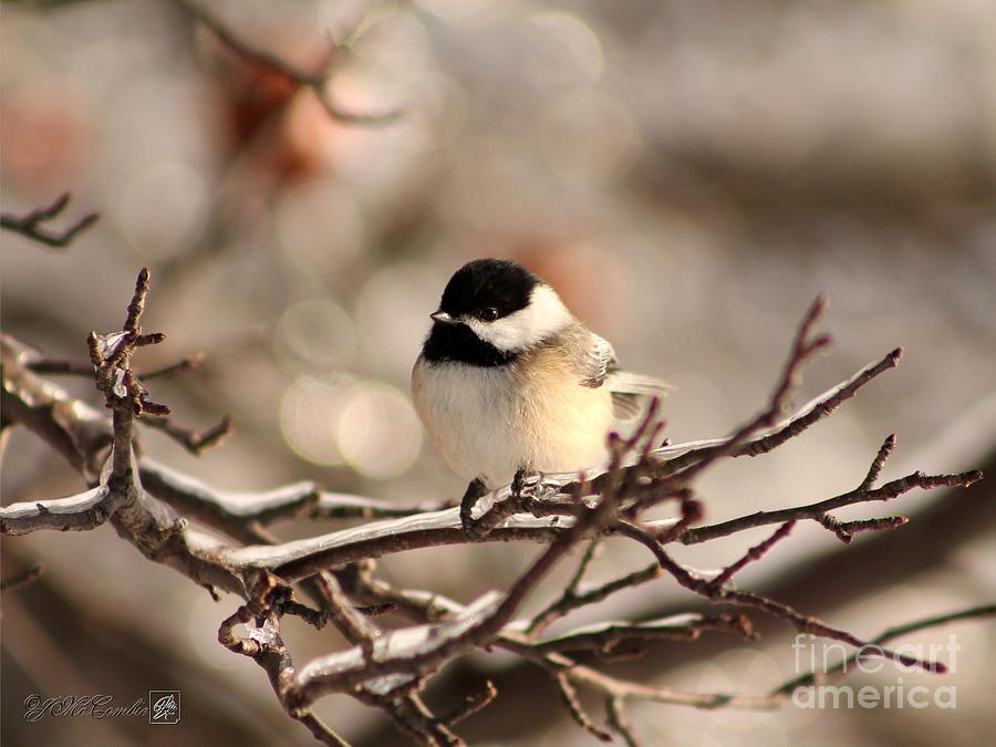 Black-Capped Chickadee Photograph by J McCombie