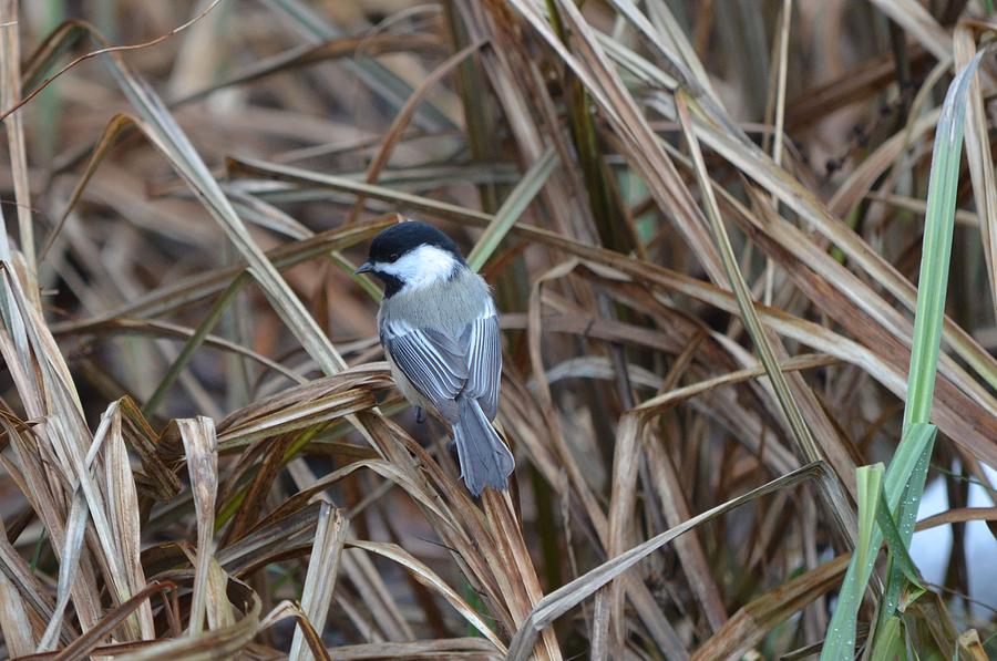 Black-capped Chickadee Photograph by James Petersen