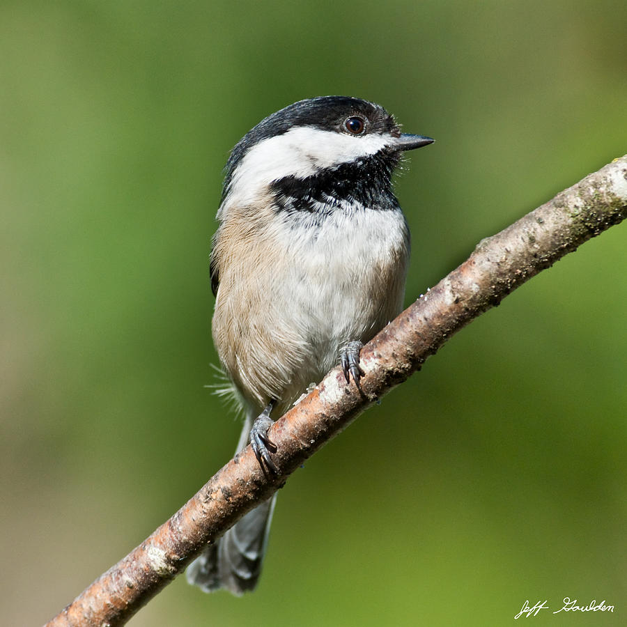 Black Capped Chickadee Photograph by Jeff Goulden