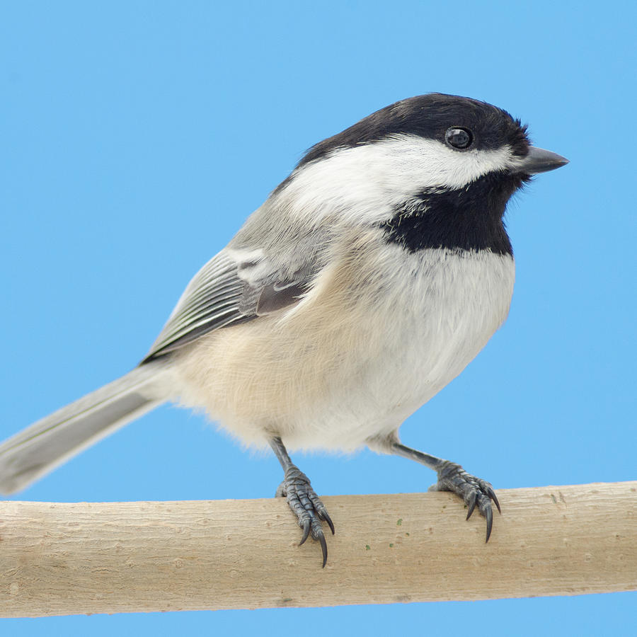 Black-Capped Chickadee Photograph by Jim Hughes