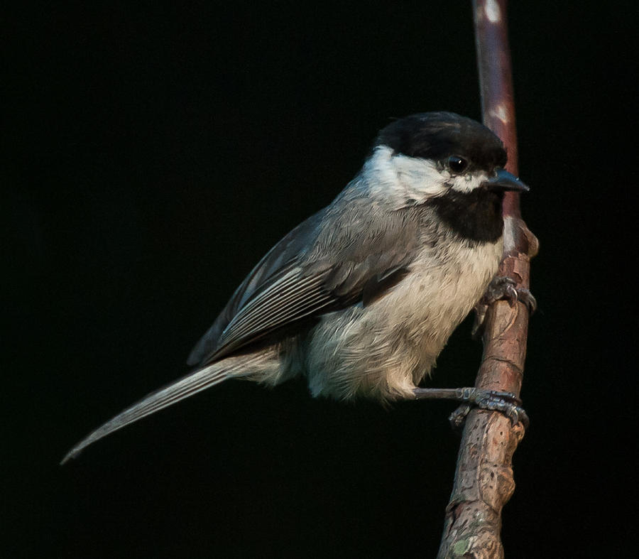 Black-capped Chickadee Photograph by Jim Moore