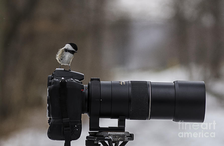 Black-capped Chickadee Photograph by JT Lewis