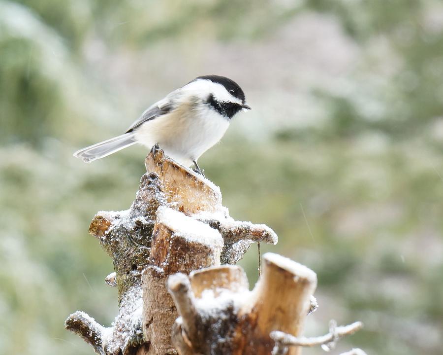 Black Capped Chickadee Photograph By Kris Horton - Fine Art America