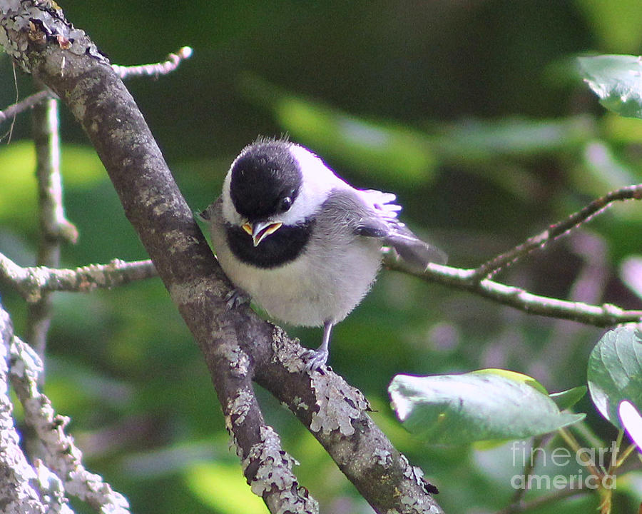 Black Capped Chickadee Photograph by Leone Lund