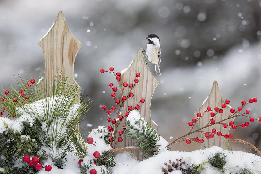 Black-capped Chickadee Photograph by Linda Arndt
