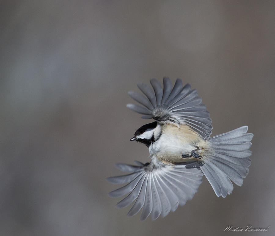 Black-capped Chickadee Photograph by Martin Brassard - Fine Art America