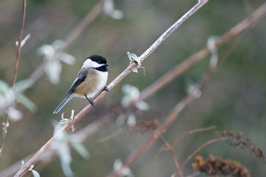 Black-capped Chickadee Photograph by Michael Russell