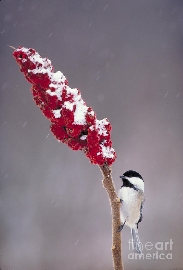 Black-capped Chickadee On Staghorn Sumac Photograph by Larry West
