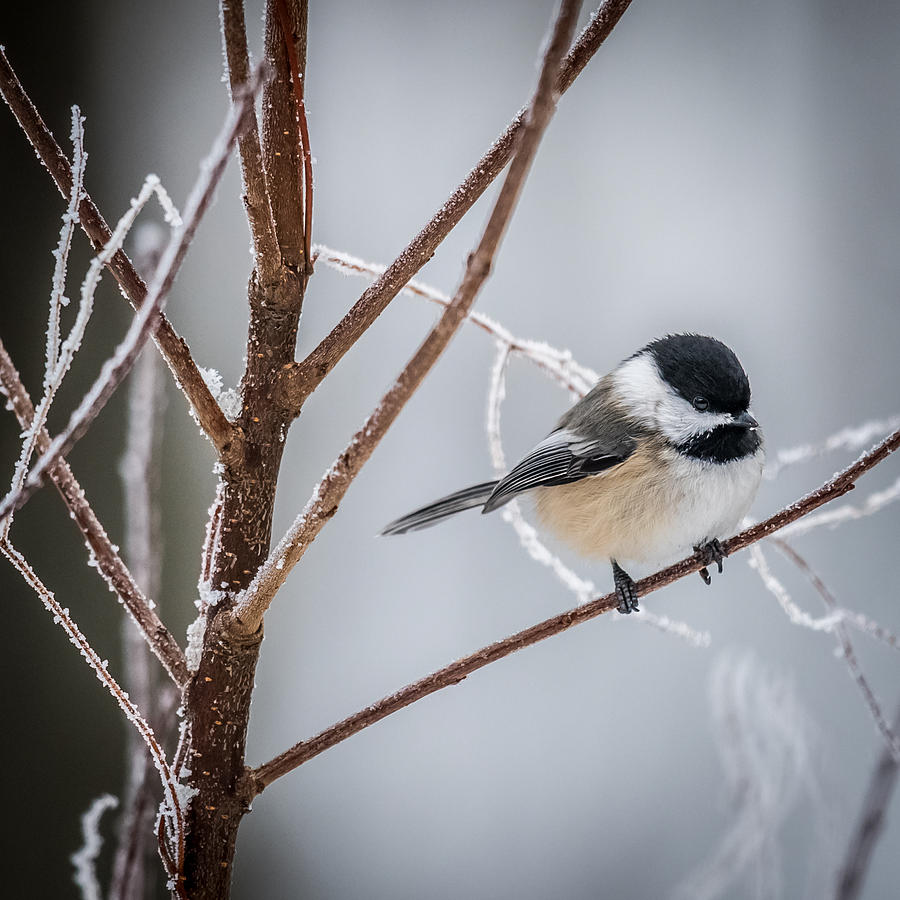 Black Capped Chickadee Photograph by Paul Freidlund - Fine Art America