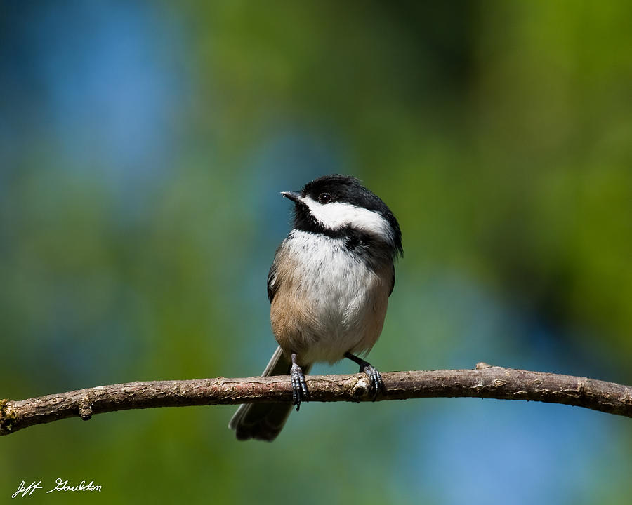 Black Capped Chickadee Perched on a Branch Photograph by Jeff Goulden