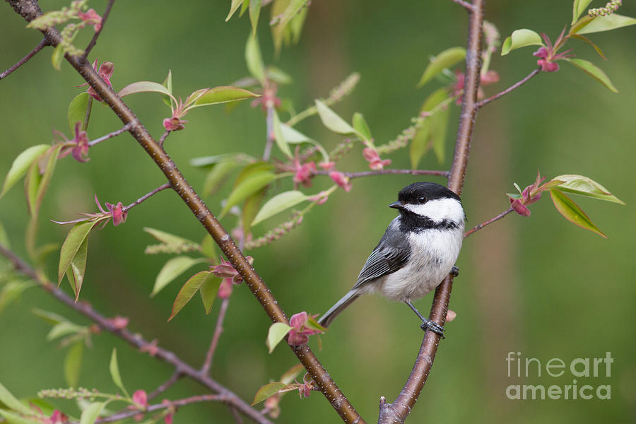 Chickadee Photograph - Black-capped Chickadee Poecile by Linda Freshwaters Arndt