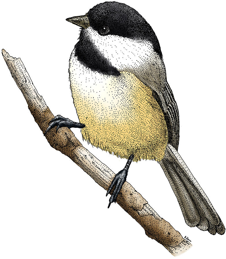 Black Capped Chickadee Photograph by Roger Hall
