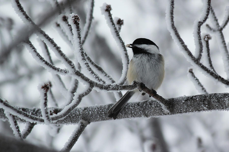Black-capped Chickadee Photograph by Ryan Crouse