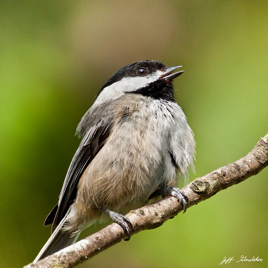 Black Capped Chickadee Singing Photograph by Jeff Goulden