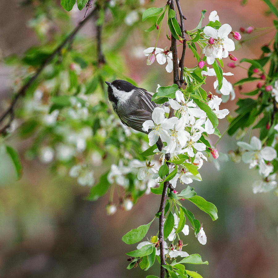 Black Capped Chickadee Square Photograph by Bill Wakeley