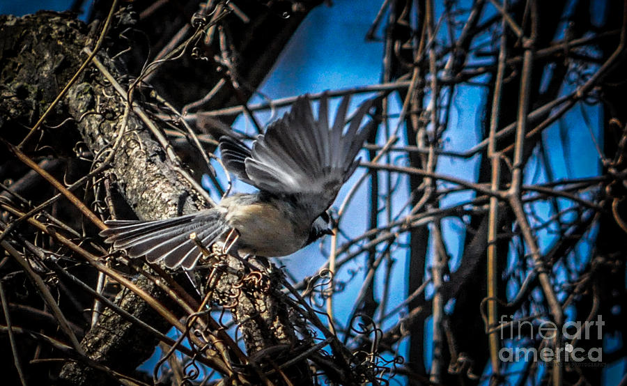 Black Capped Chickadee Start of Flight Photograph by Ronald Grogan