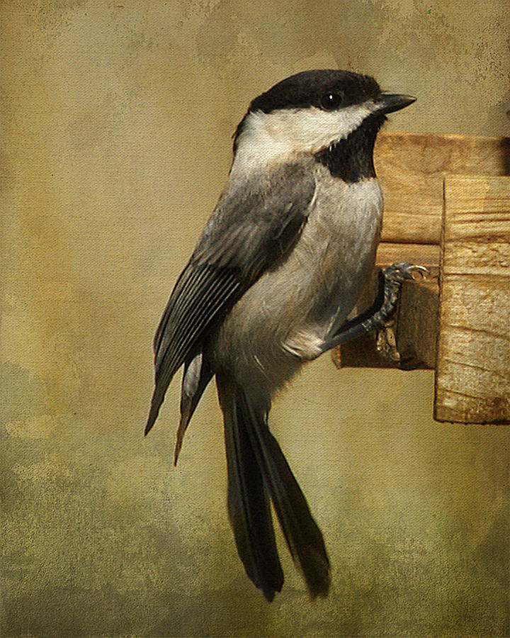 Black-capped Chickadee Photograph by TnBackroadsPhotos 