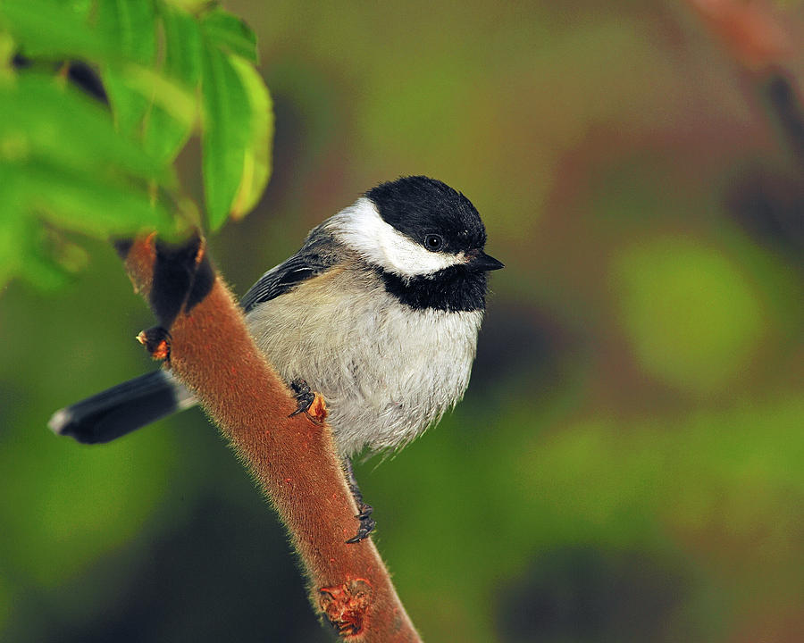 Black-capped Chickadee Photograph by Tony Beck