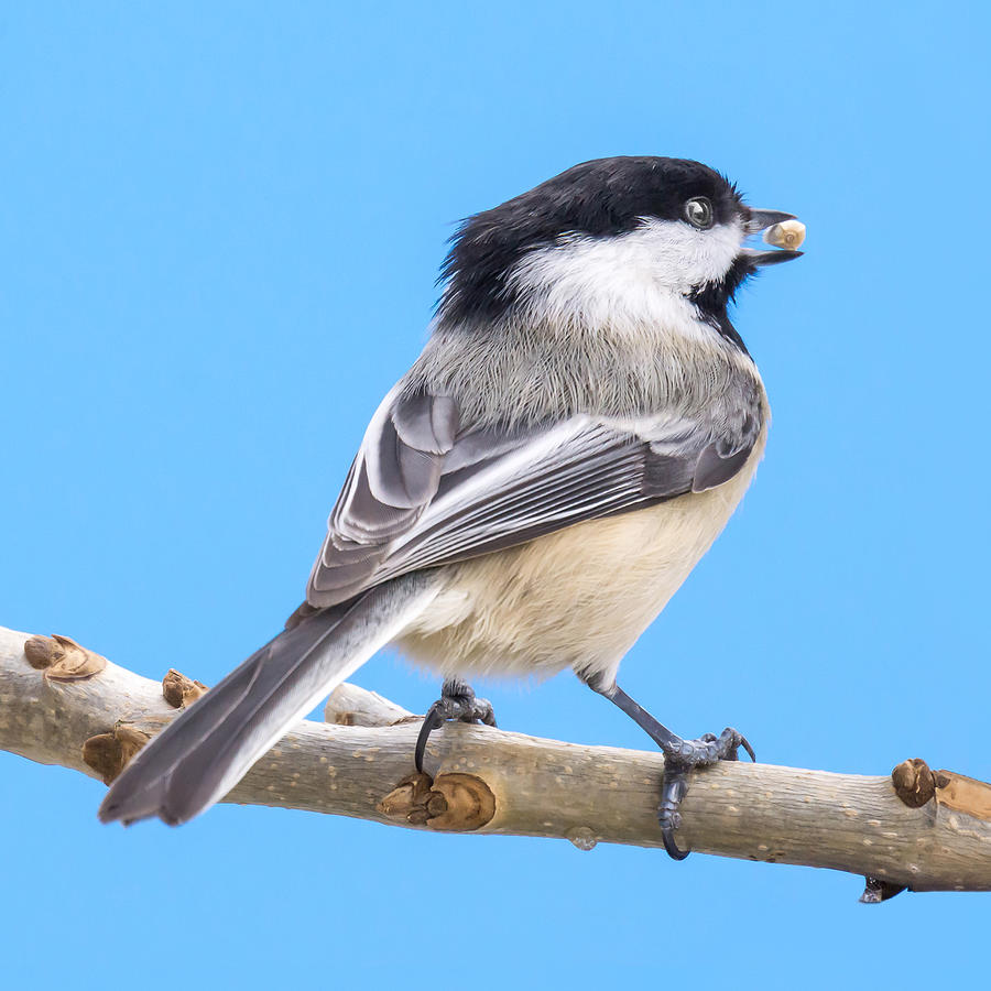 Chickadee Photograph - Black-Capped Chickadee with safflower seed by Jim Hughes