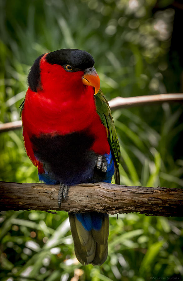 Black - Cappred Lory Photograph by Phil Abrams