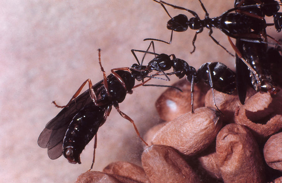 Black Carpenter Ants Photograph by Harry Rogers