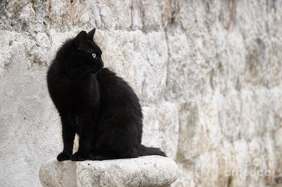 Black cat against a stone wall Photograph by Oscar Gutierrez