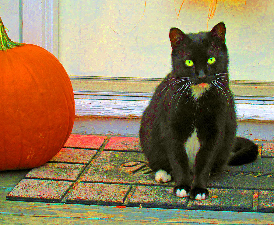 Black Cat and Pumpkin Photograph by Barbara McDevitt