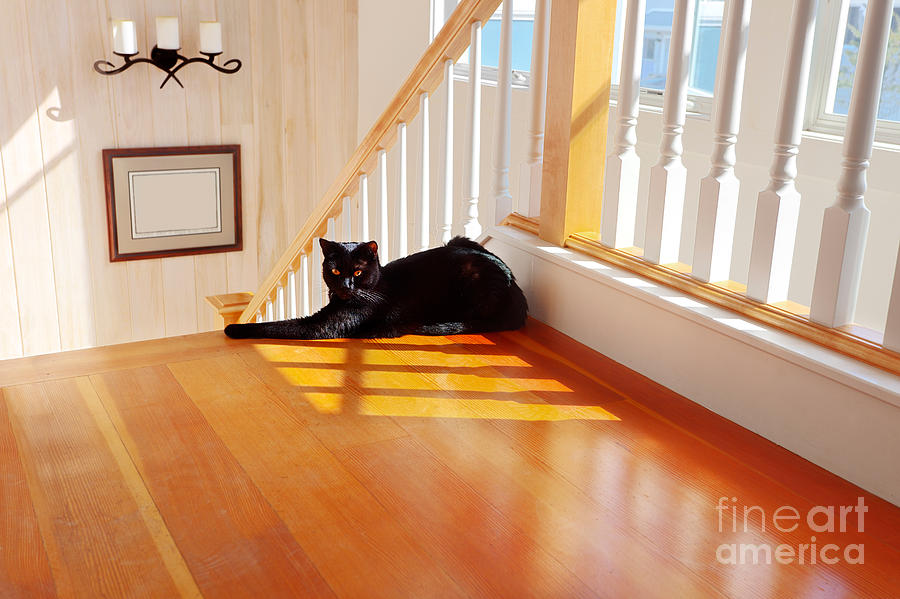 Cat Photograph - Black cat by the stairs by Jo Ann Snover