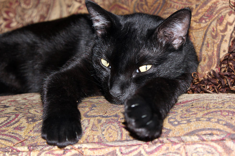 Black Cat Cutie Photograph by Audrey Robillard