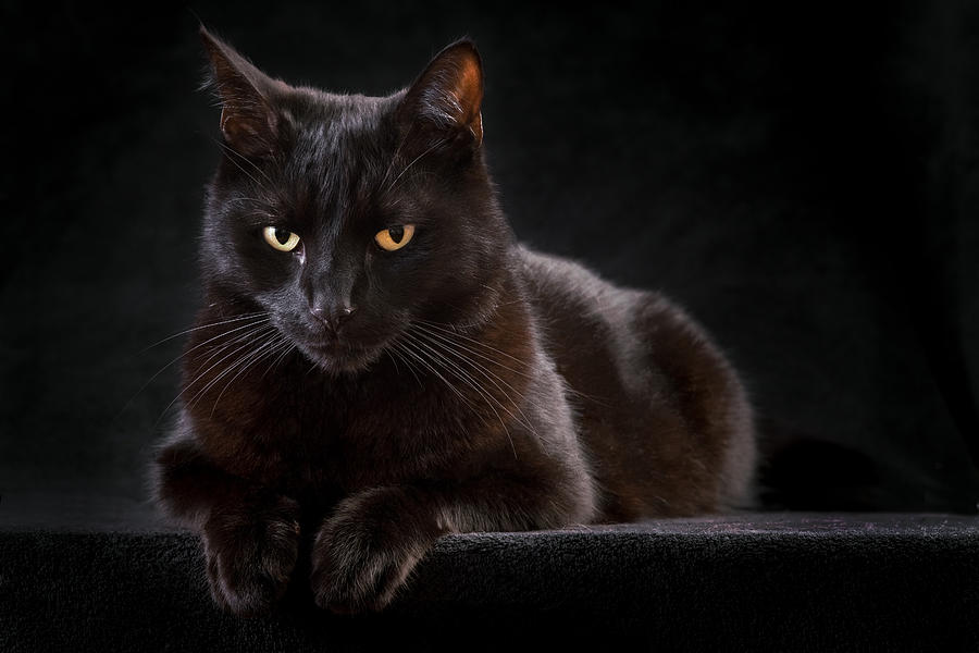 Animal Photograph - Black Cat by Dirk Ercken