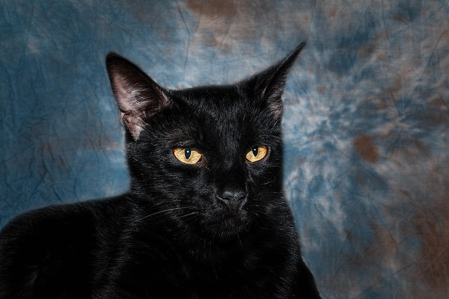Black Cat Photograph by Doug Long