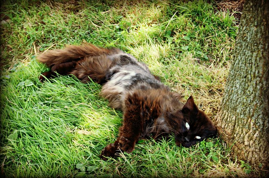 Black Cat Photograph by Erin Manke - Fine Art America