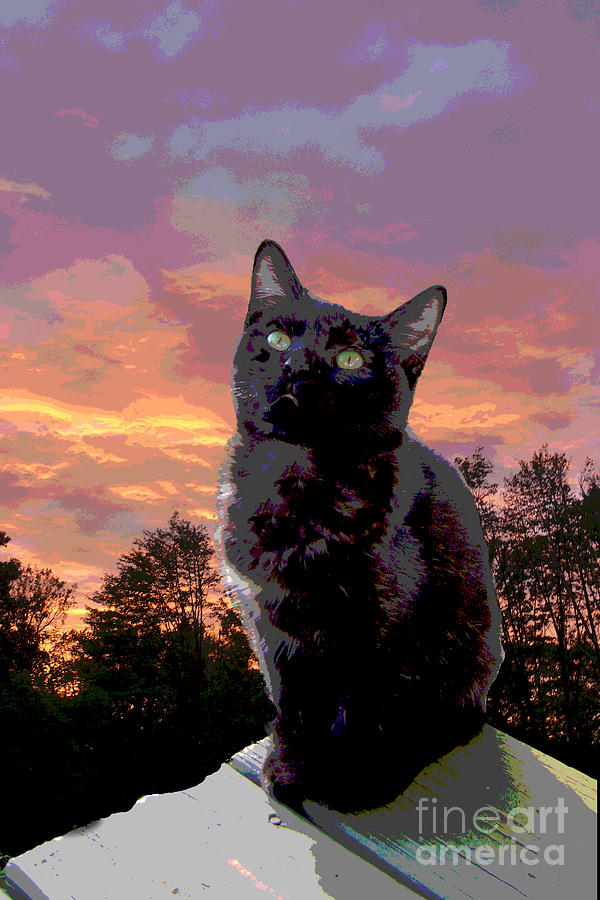 Sunset Photograph - Black Cat Evening Meditation 1 by Betsy Cotton