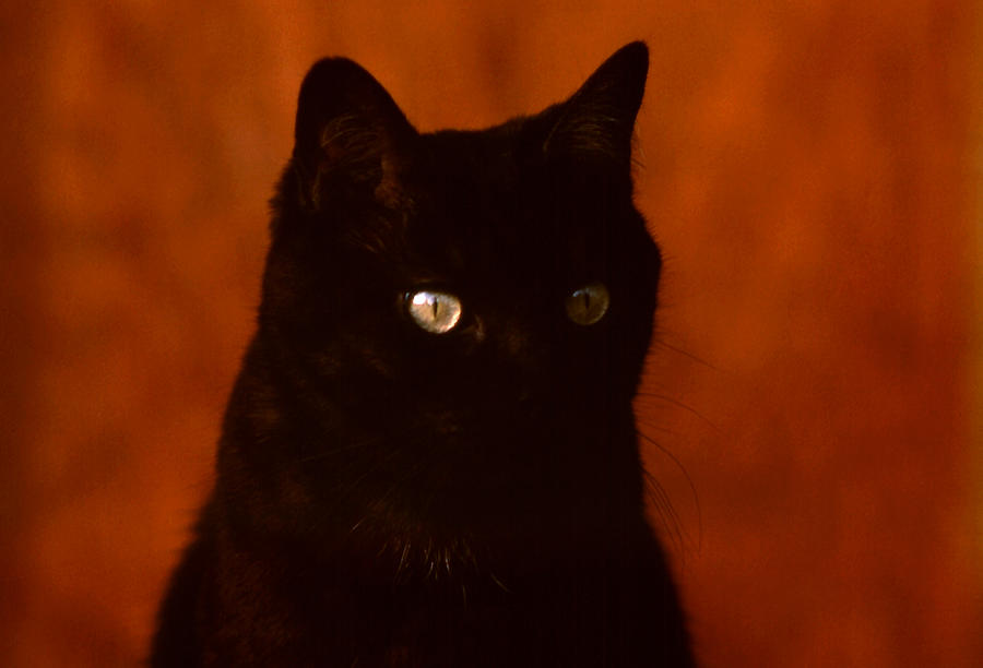 Black Cat Eye Glow Photograph By Robert Rodvik - Fine Art America