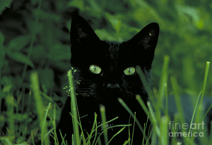 Black Cat In Grass Photograph by Renee Purse
