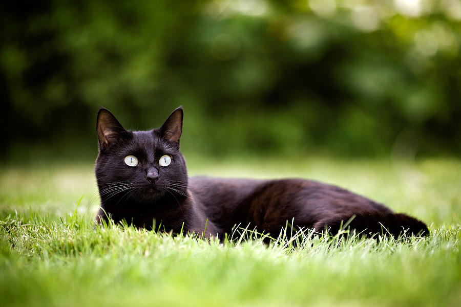 Black Cat Lying in Garden Photograph by Ian Good