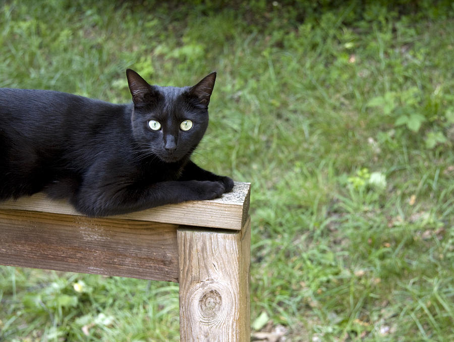 Black Cat Photograph by Melinda Fawver