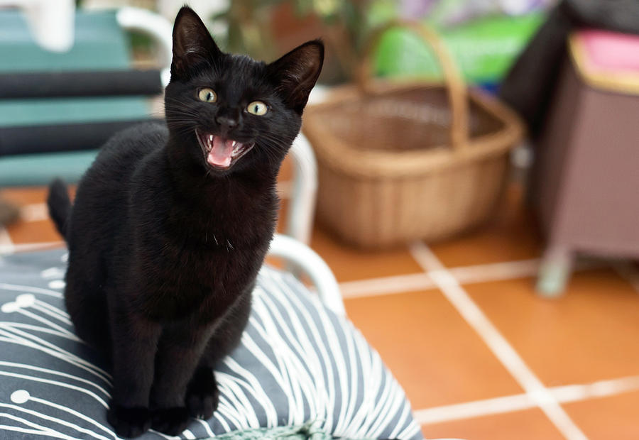 Black cat meowing Photograph by Suzanne Marshall