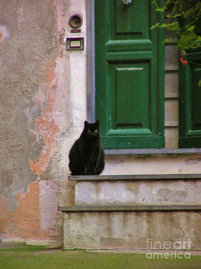Black Car Photograph - Black Cat by Michele Penner