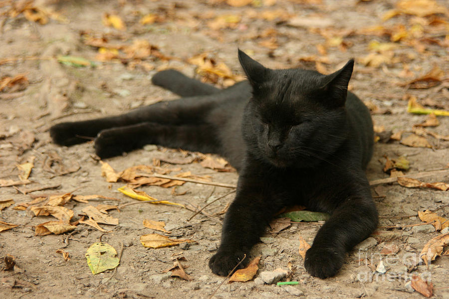 Black Cat Nap Photograph by Lori Amway - Fine Art America